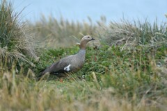 Chloephaga rubidiceps