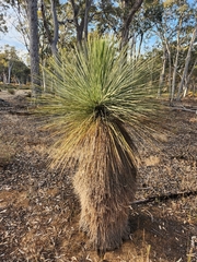 Xanthorrhoea drummondii