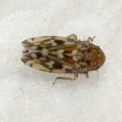 Xestocephalus