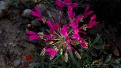 Pelargonium incrassatum