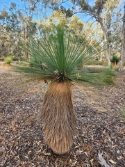 Xanthorrhoea drummondii