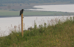 Corvus cornix cornix