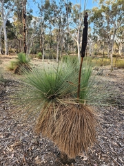 Xanthorrhoea drummondii