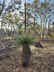 Xanthorrhoea drummondii