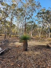 Xanthorrhoea drummondii