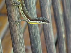 Anolis oxylophus