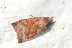 Eupsilia tristigmata