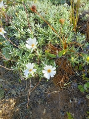 Celmisia angustifolia
