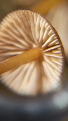 Mycena atkinsoniana
