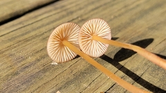Mycena atkinsoniana