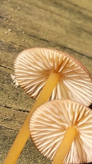 Mycena atkinsoniana