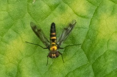 Condylostylus patibulatus
