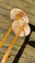 Mycena atkinsoniana
