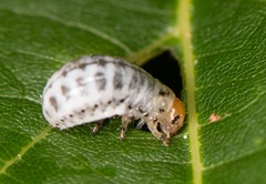 Doryphorina