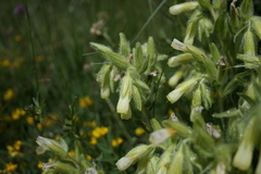Onosma fastigiata