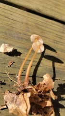 Mycena atkinsoniana