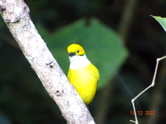 Tangara icterocephala