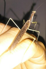 Coptopteryx gayi