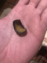 Sarasinula linguaeformis