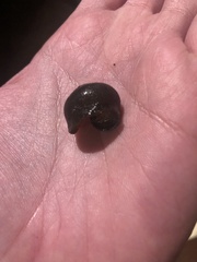 Sarasinula linguaeformis