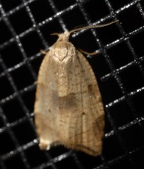 Coelostathma discopunctana