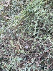 Calystegia macrostegia