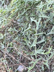 Calystegia macrostegia