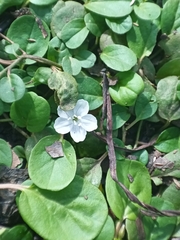 Evolvulus nummularius