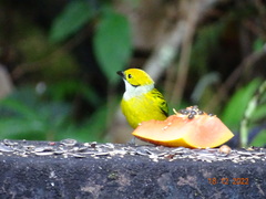 Tangara icterocephala
