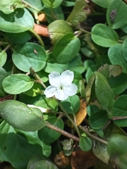 Evolvulus nummularius