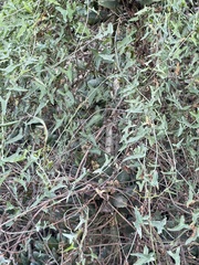 Calystegia macrostegia