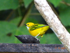 Tangara icterocephala