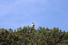 Buteo jamaicensis