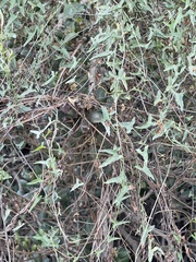 Calystegia macrostegia