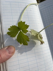Ranunculus hispidus