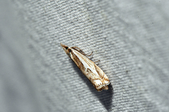 Crambus bidens