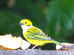 Tangara icterocephala