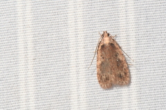 Agonopterix pulvipennella
