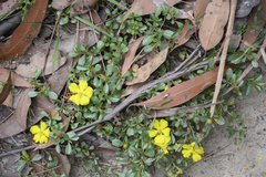Hibbertia diffusa