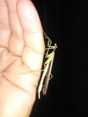 Coptopteryx gayi