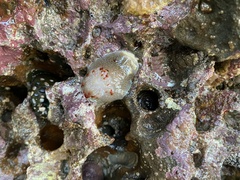 Acanthodoris nanaimoensis