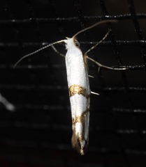 Argyresthia oreasella