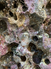 Acanthodoris nanaimoensis