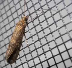 Annulipalpia