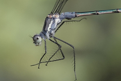 Lestes disjunctus