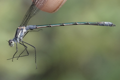 Lestes disjunctus