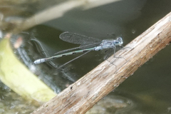 Lestes disjunctus
