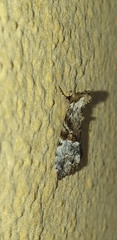 Alophosoma emmelopis