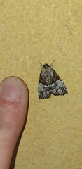 Alophosoma emmelopis