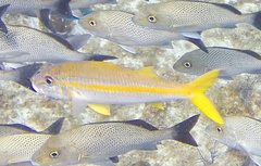 Mulloidichthys martinicus